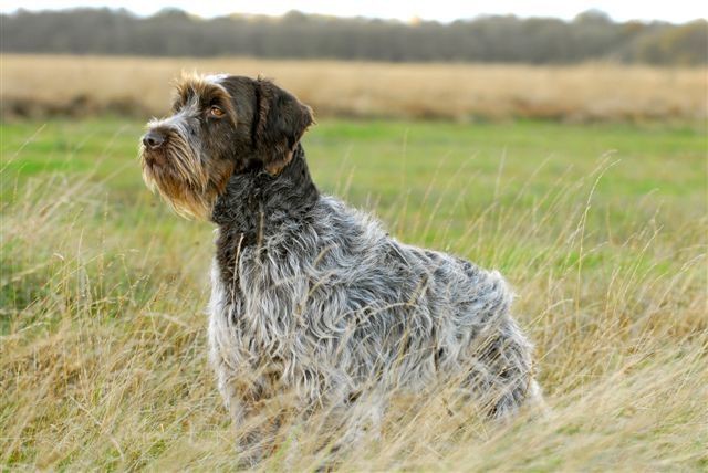 griffon-korthals-wirehaired-pointing-griffon