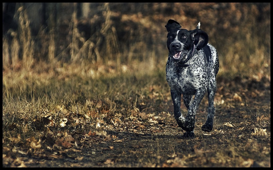Bluetick Coonhound Bluetick Coonhound